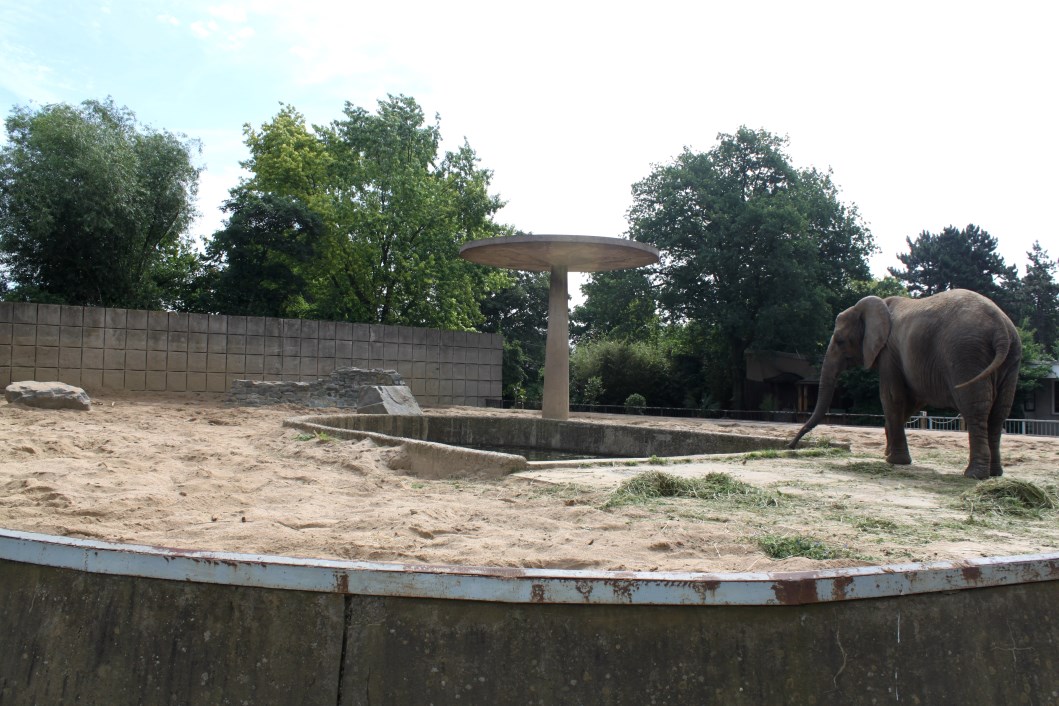 Magdeburg Zoo - Pachyderm House (Elephant)