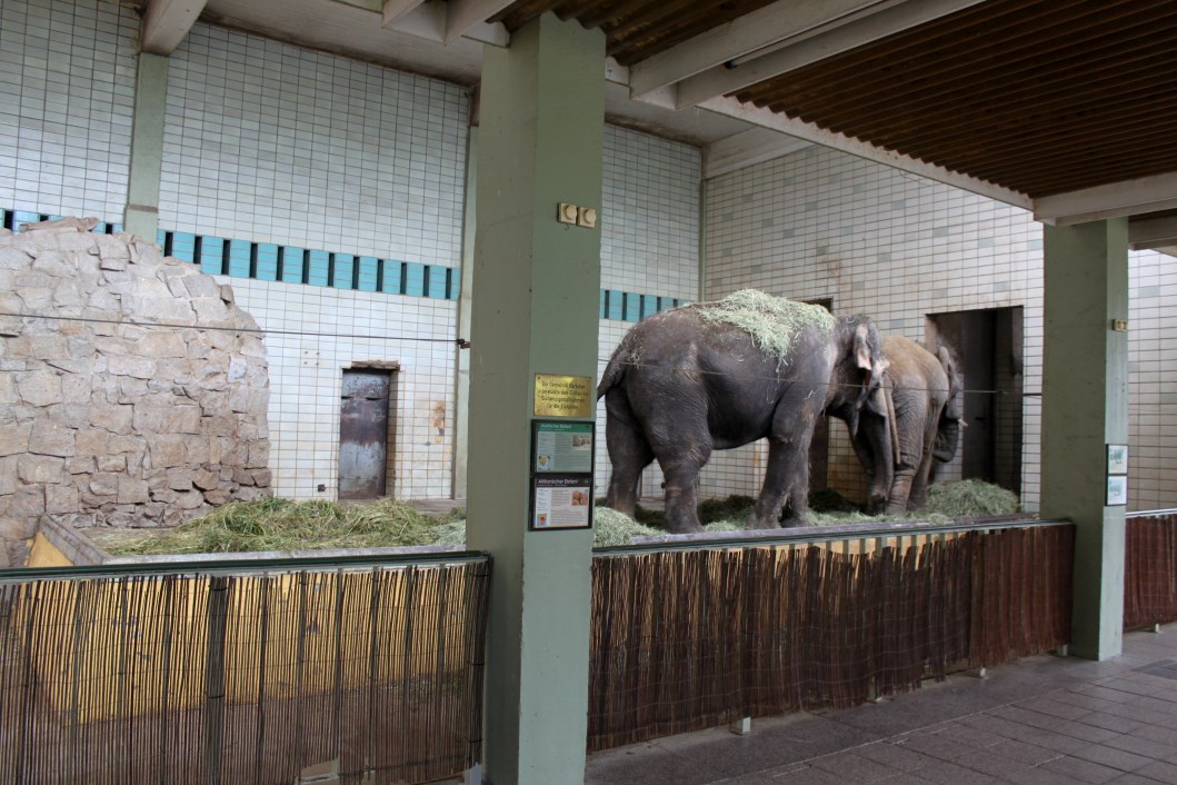 Magdeburg Zoo - Pachyderm House (Elephant)