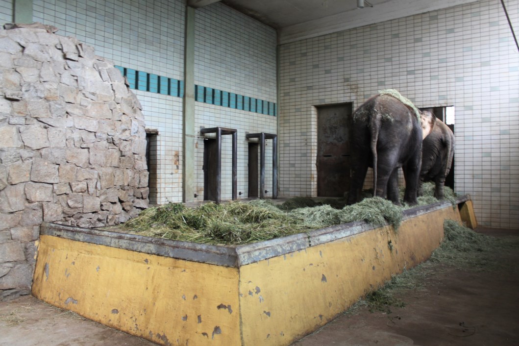 Magdeburg Zoo - Pachyderm House (Elephant)