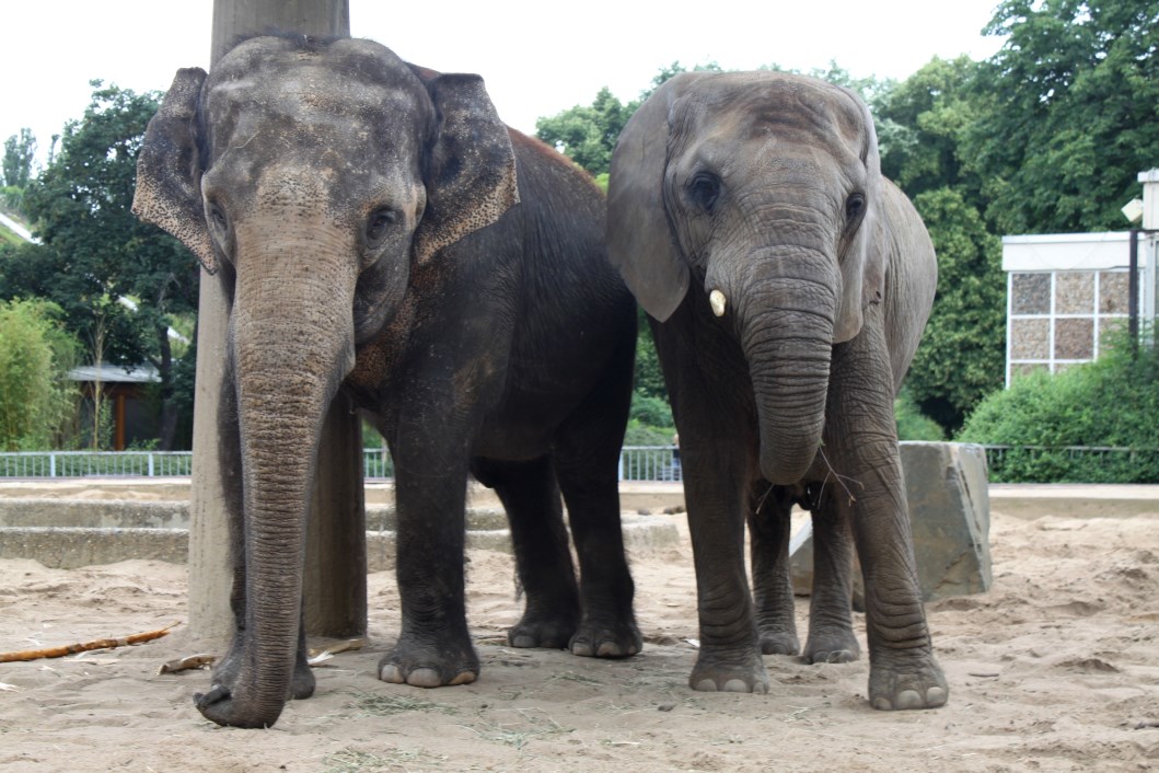 Magdeburg Zoo - Pachyderm House (Elephants)