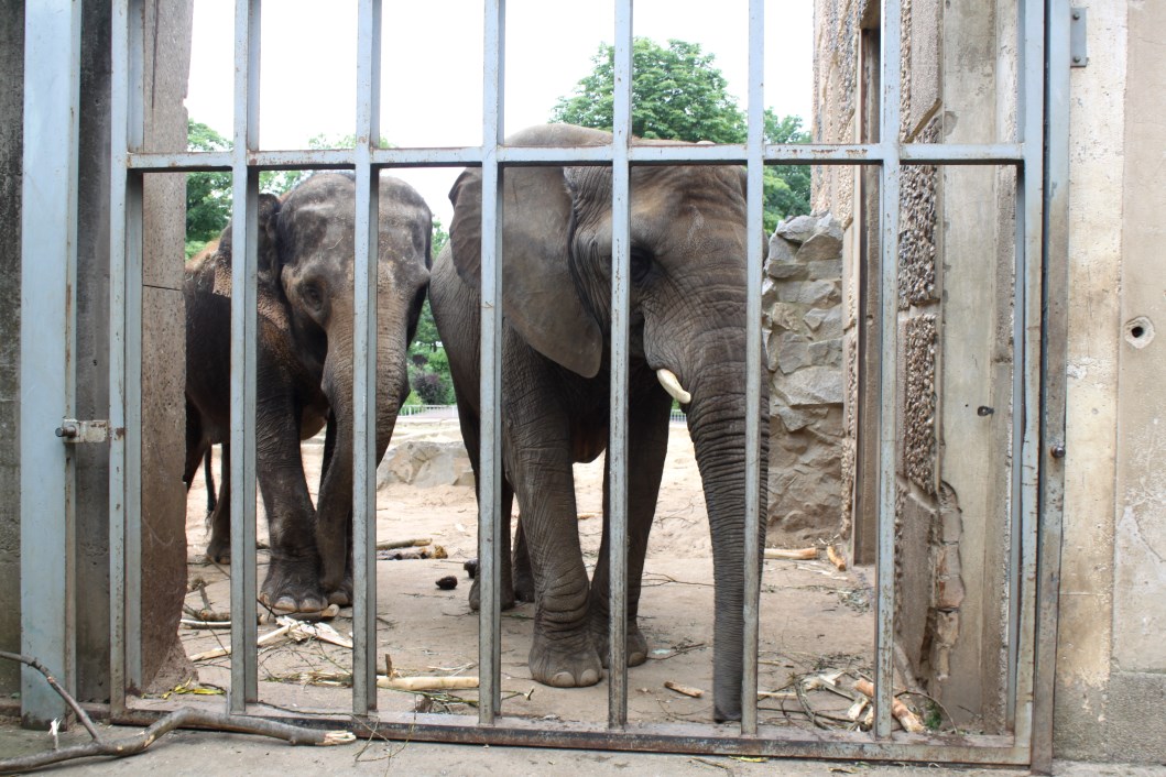 Magdeburg Zoo - Pachyderm House (Elephants)