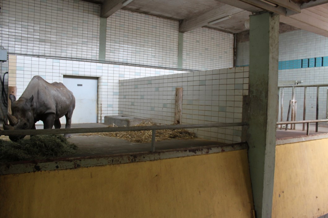 Magdeburg Zoo - Pachyderm House (Rhino)