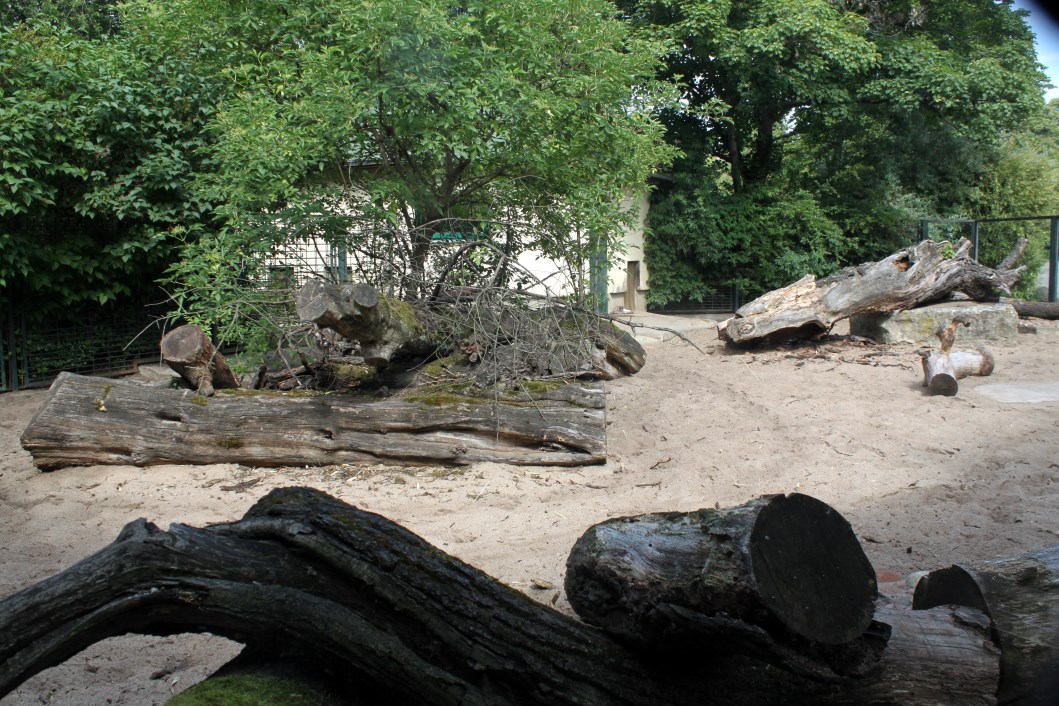 Magdeburg Zoo - Warthog exhibit