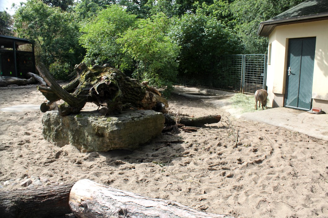 Magdeburg Zoo - Warthog exhibit