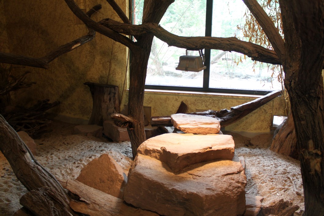 Magdeburg Zoo - Zoowelle (Meerkat)