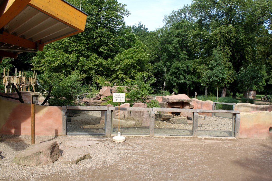 Magdeburg Zoo - Zoowelle (Meerkat)