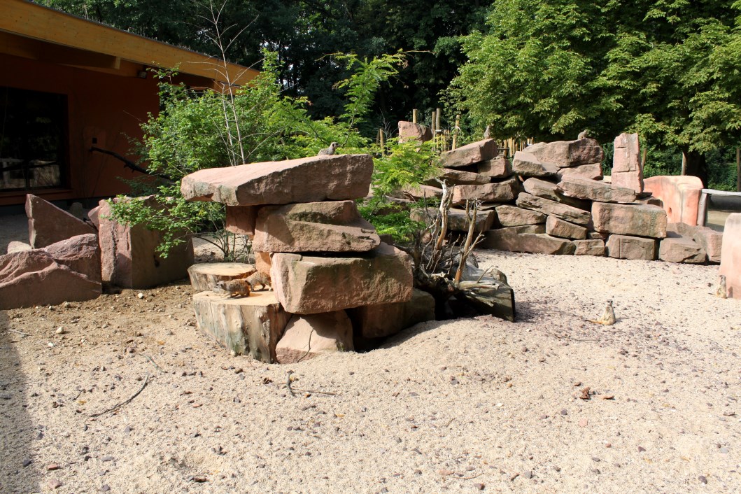 Magdeburg Zoo - Zoowelle (Meerkat)