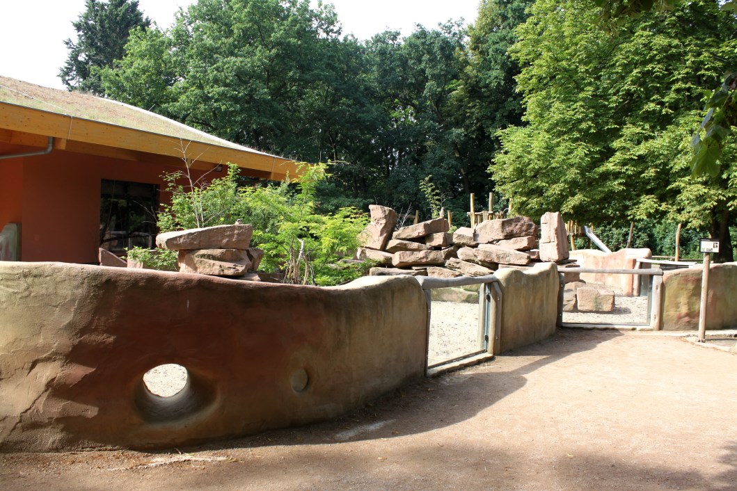 Magdeburg Zoo - Zoowelle (Meerkat)