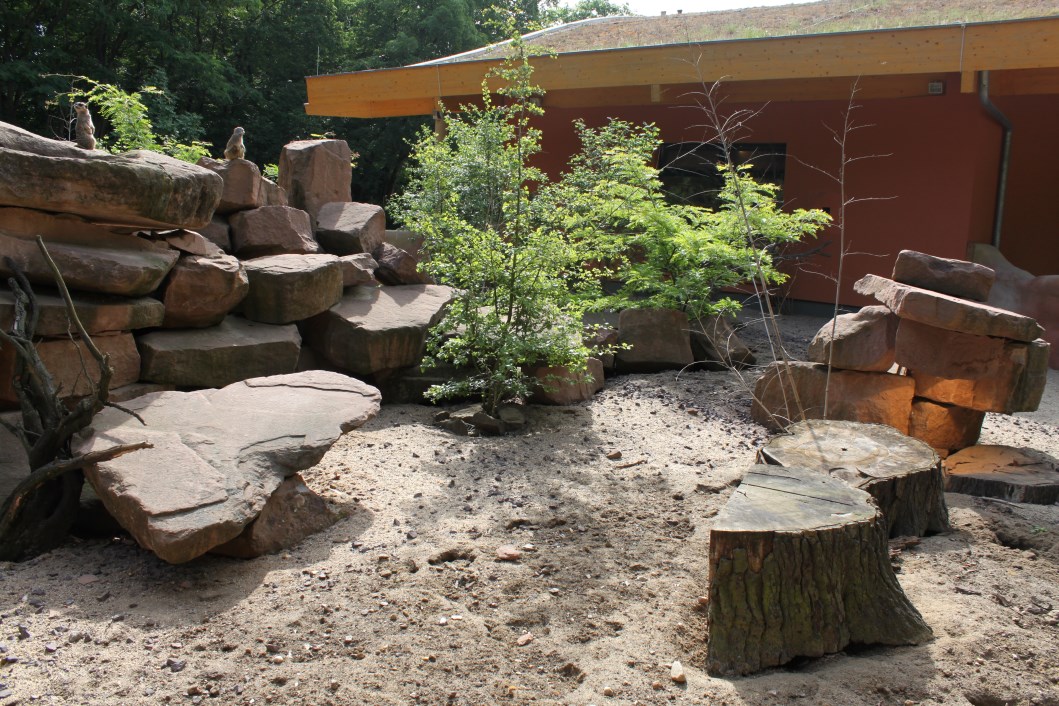 Magdeburg Zoo - Zoowelle (Meerkat)