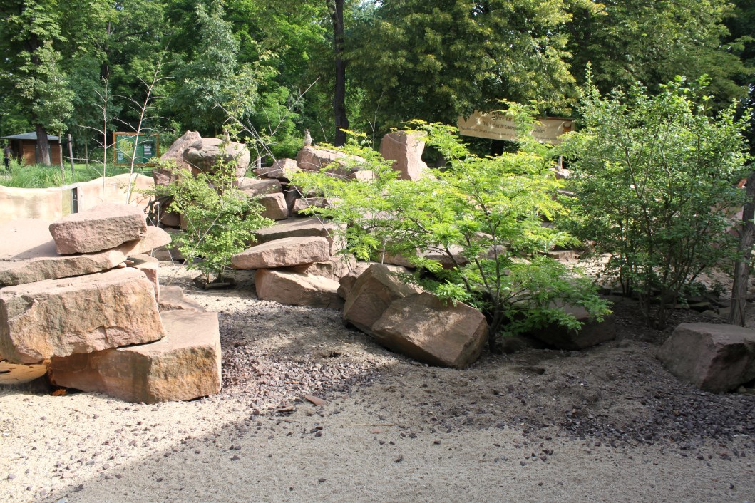 Magdeburg Zoo - Zoowelle (Meerkat)
