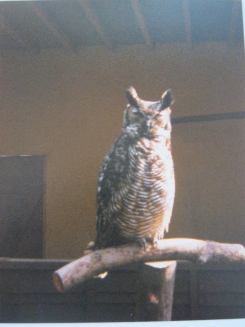 Magellan Eagle Owl Basildon Zoo 1989.