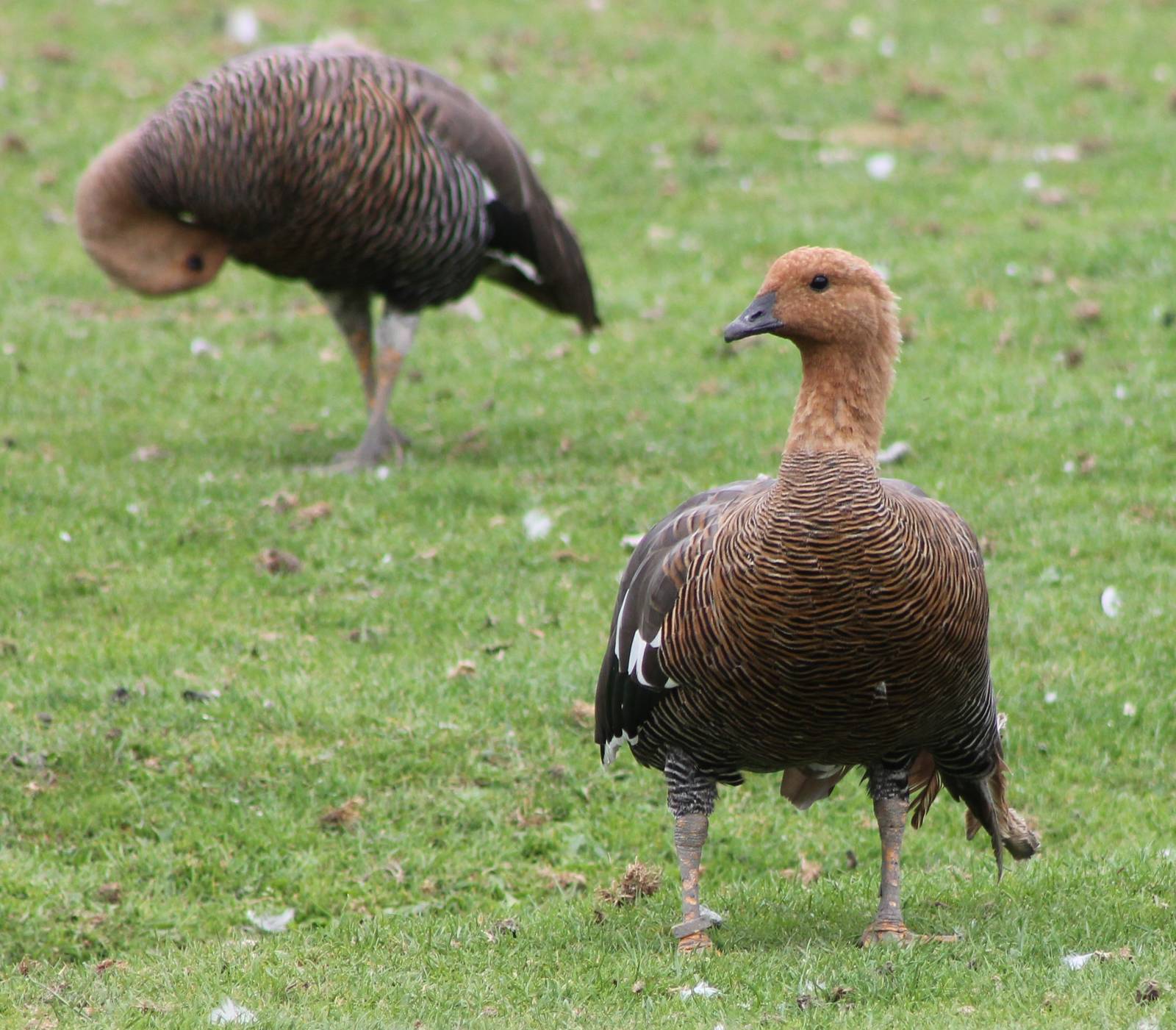 Magellan geese