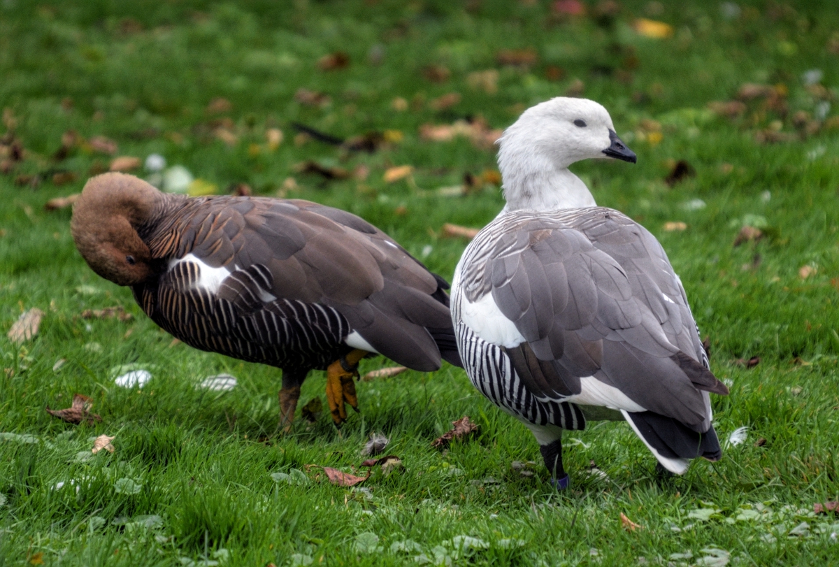 Magellan Geese