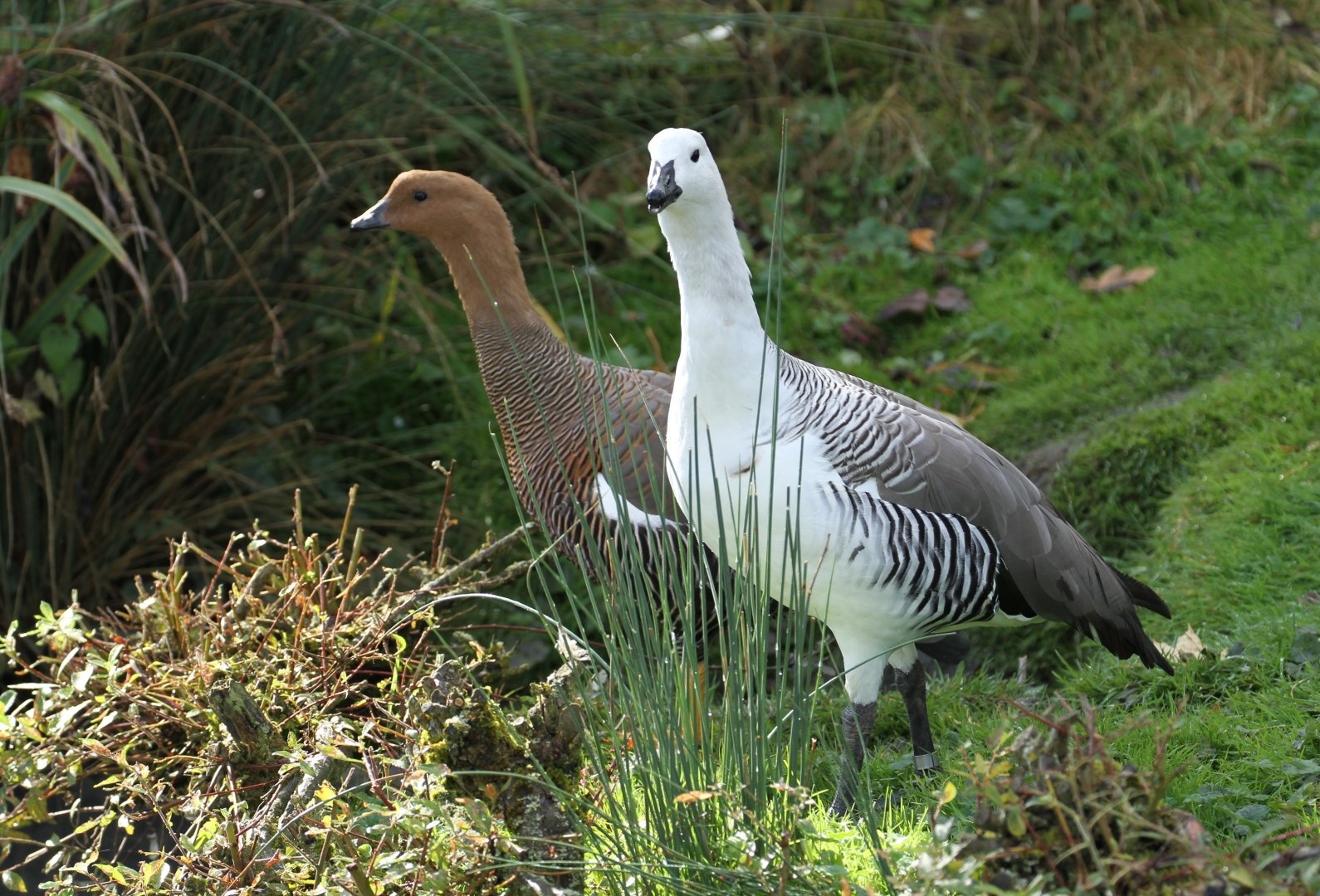 Magellan Geese