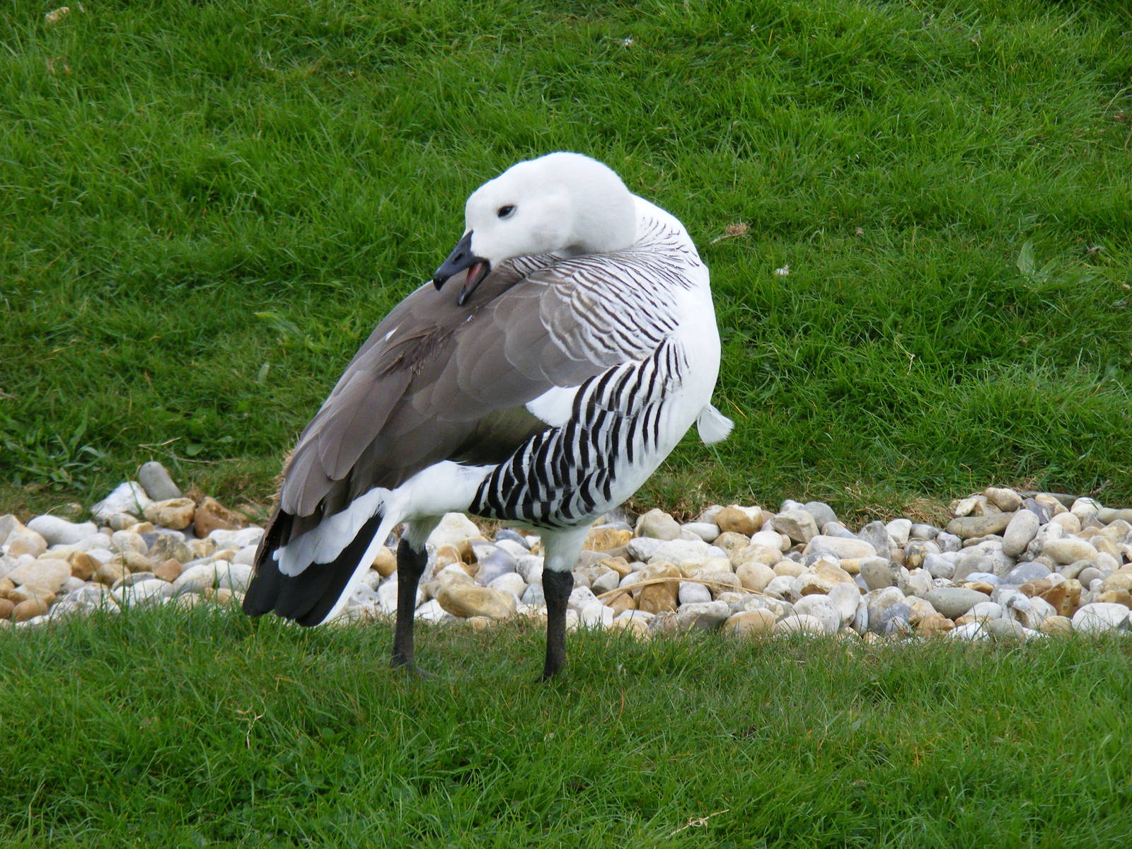 Magellan goose at Marwell Wildlife, 9 May 2010