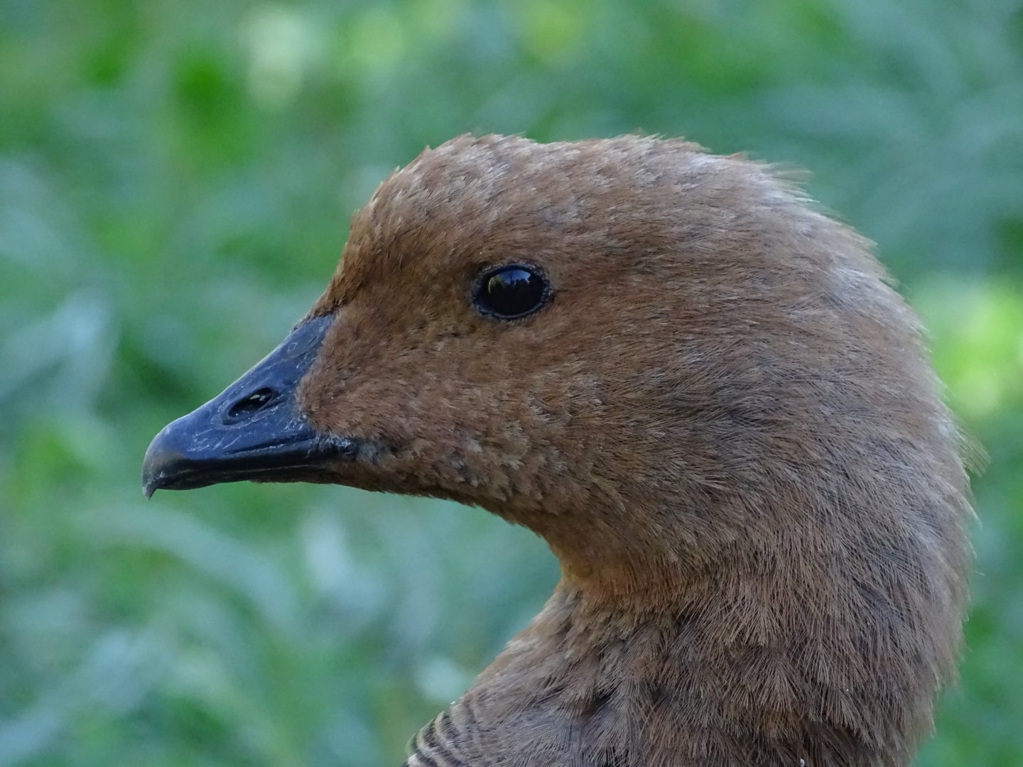 Magellan goose (Chloephaga picta)
