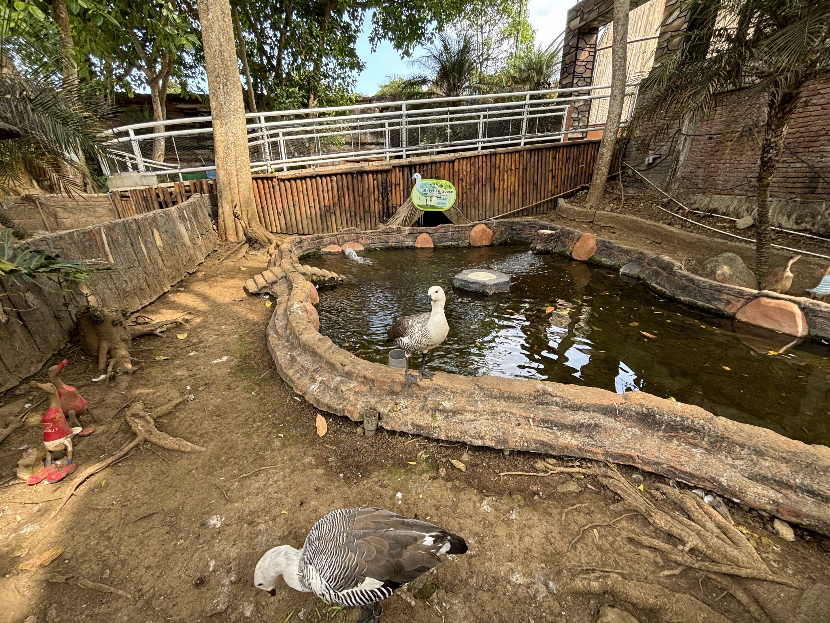 Magellan Goose Exhibit #2