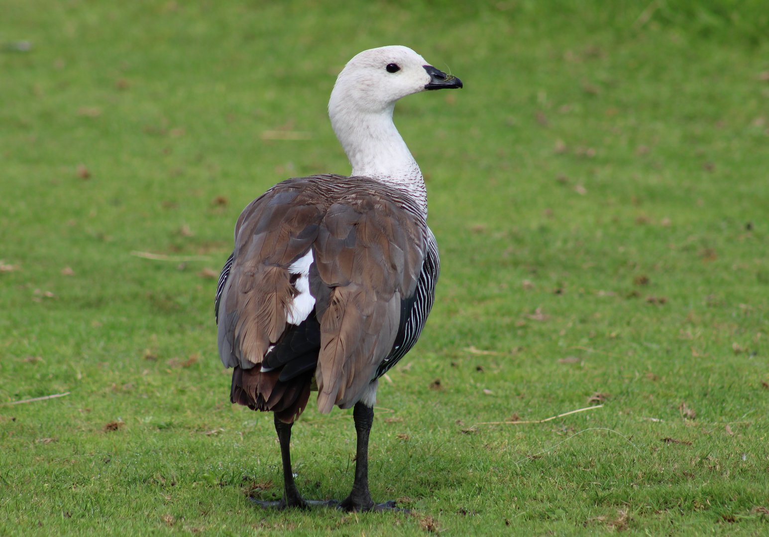 Magellan goose - male