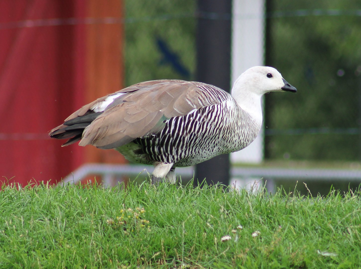 Magellan goose - male