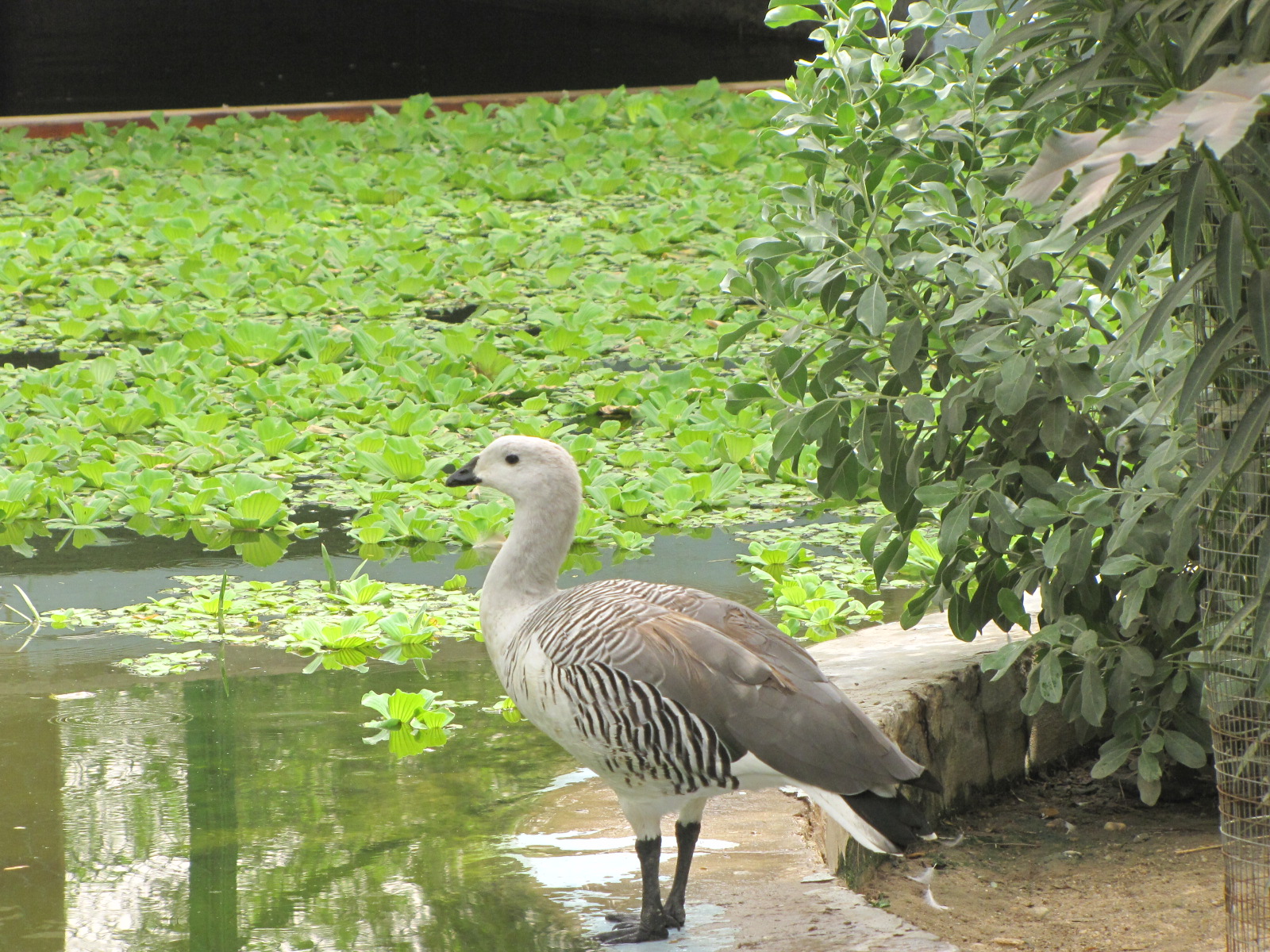 Magellan goose