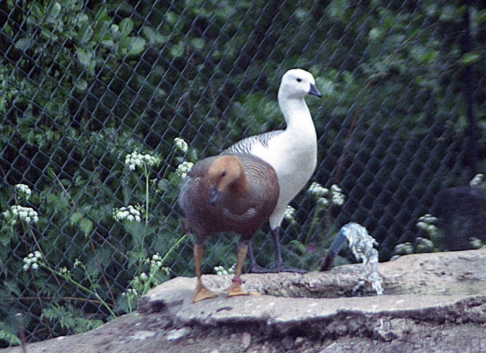 Magellan goose