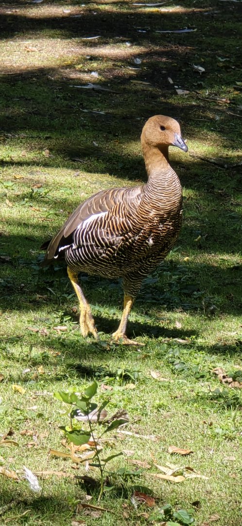 Magellan Goose