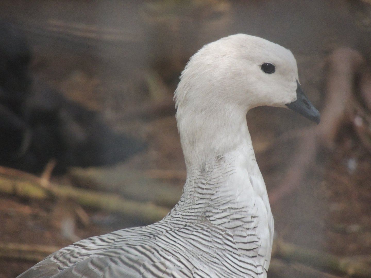 Magellan goose