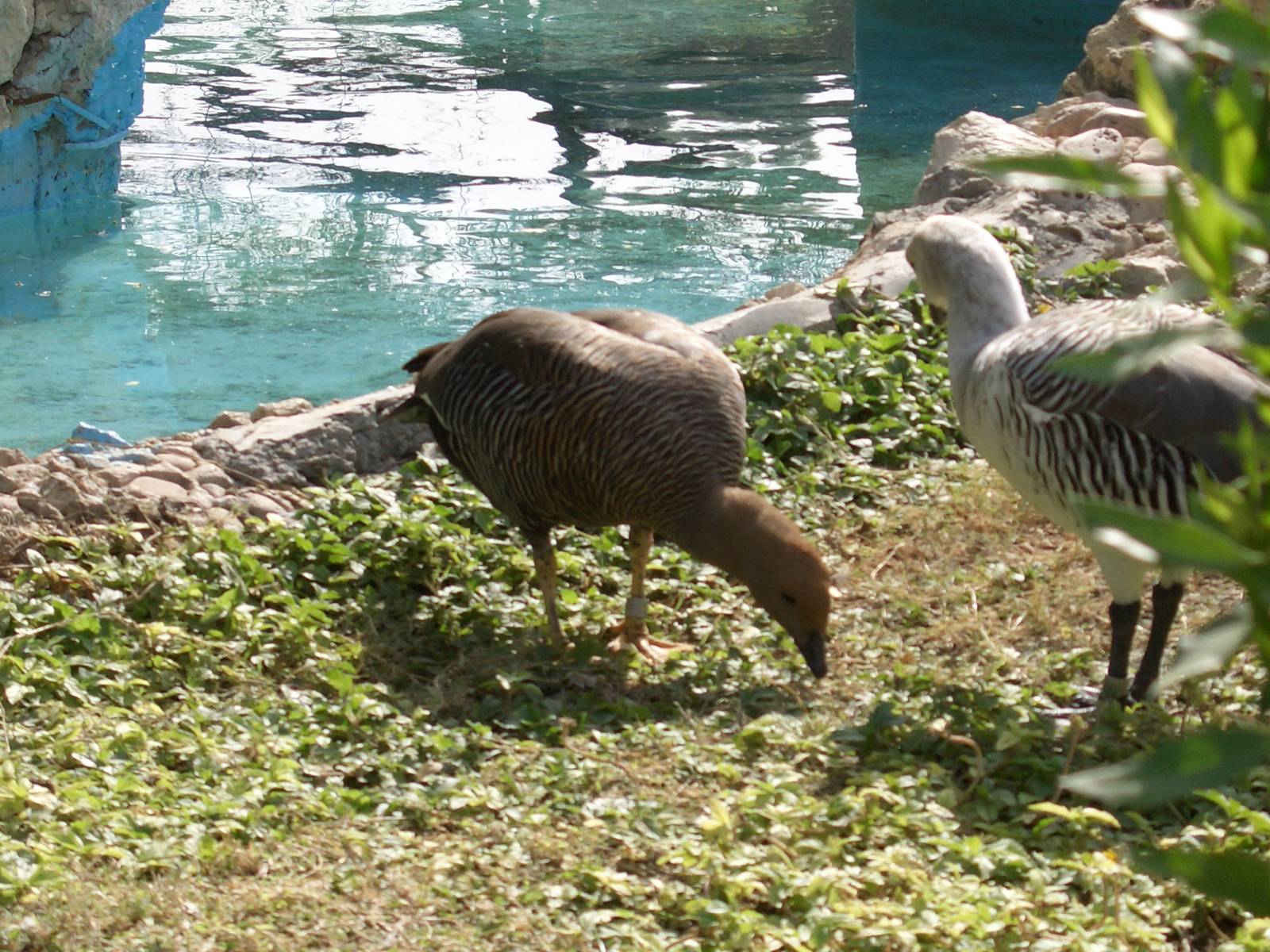 Magellan goose