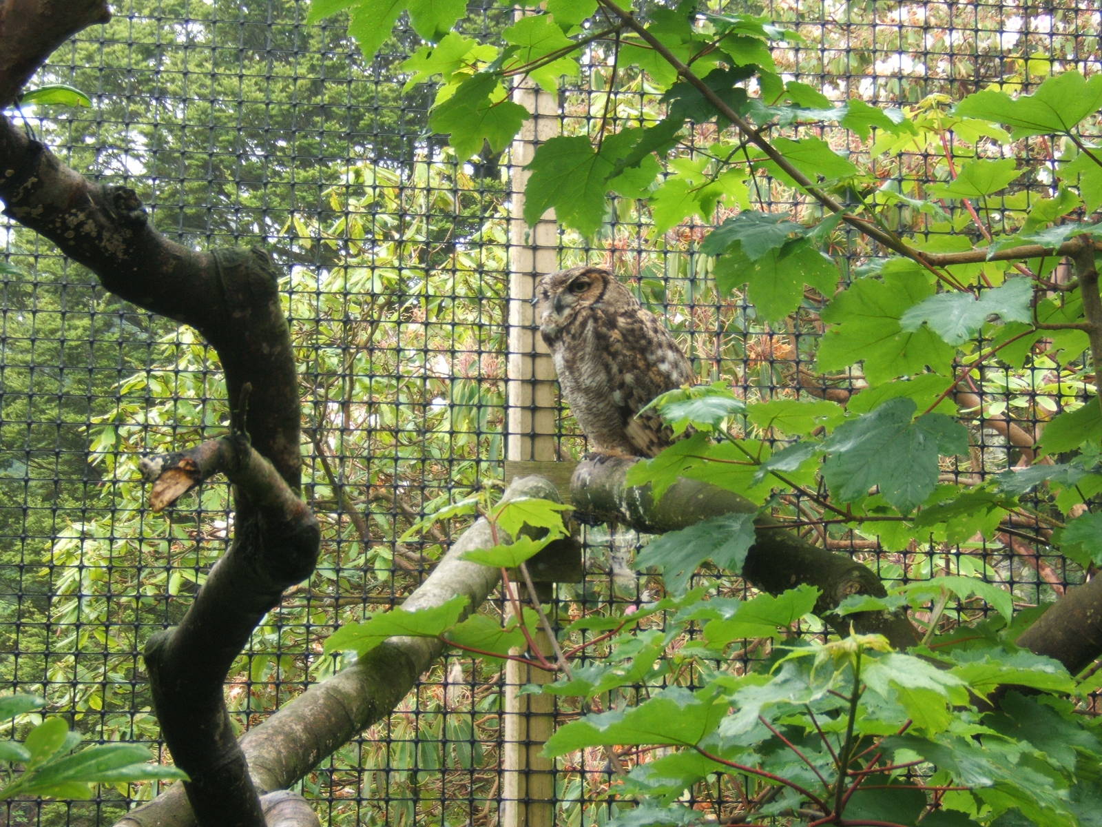 Magellan Horned Owl (Bubo magellanicus)