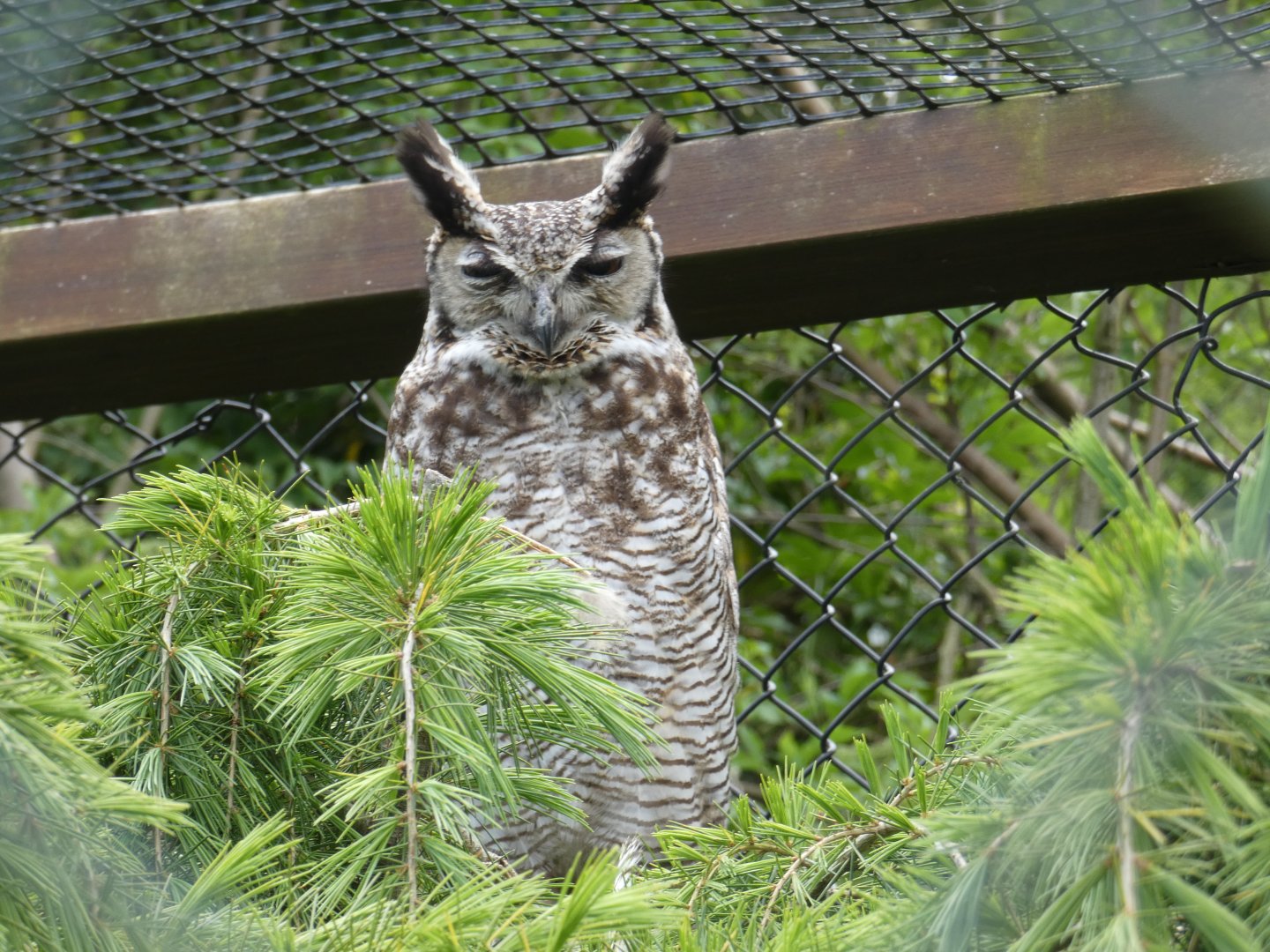 Magellan horned owl