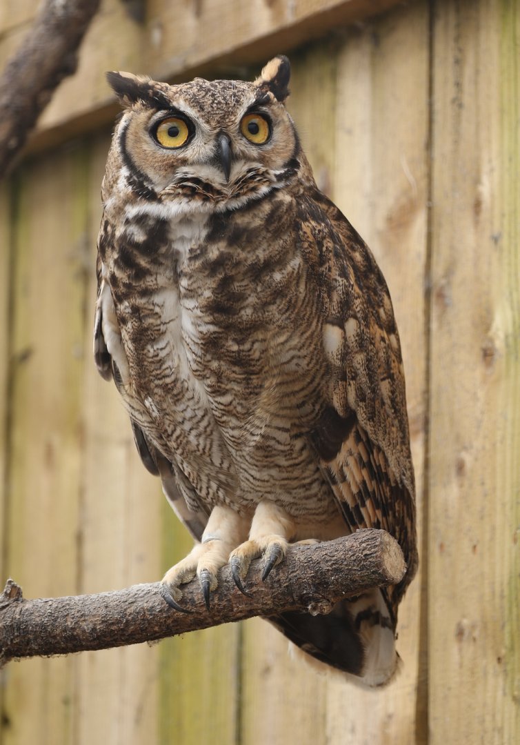 Magellan Horned Owl
