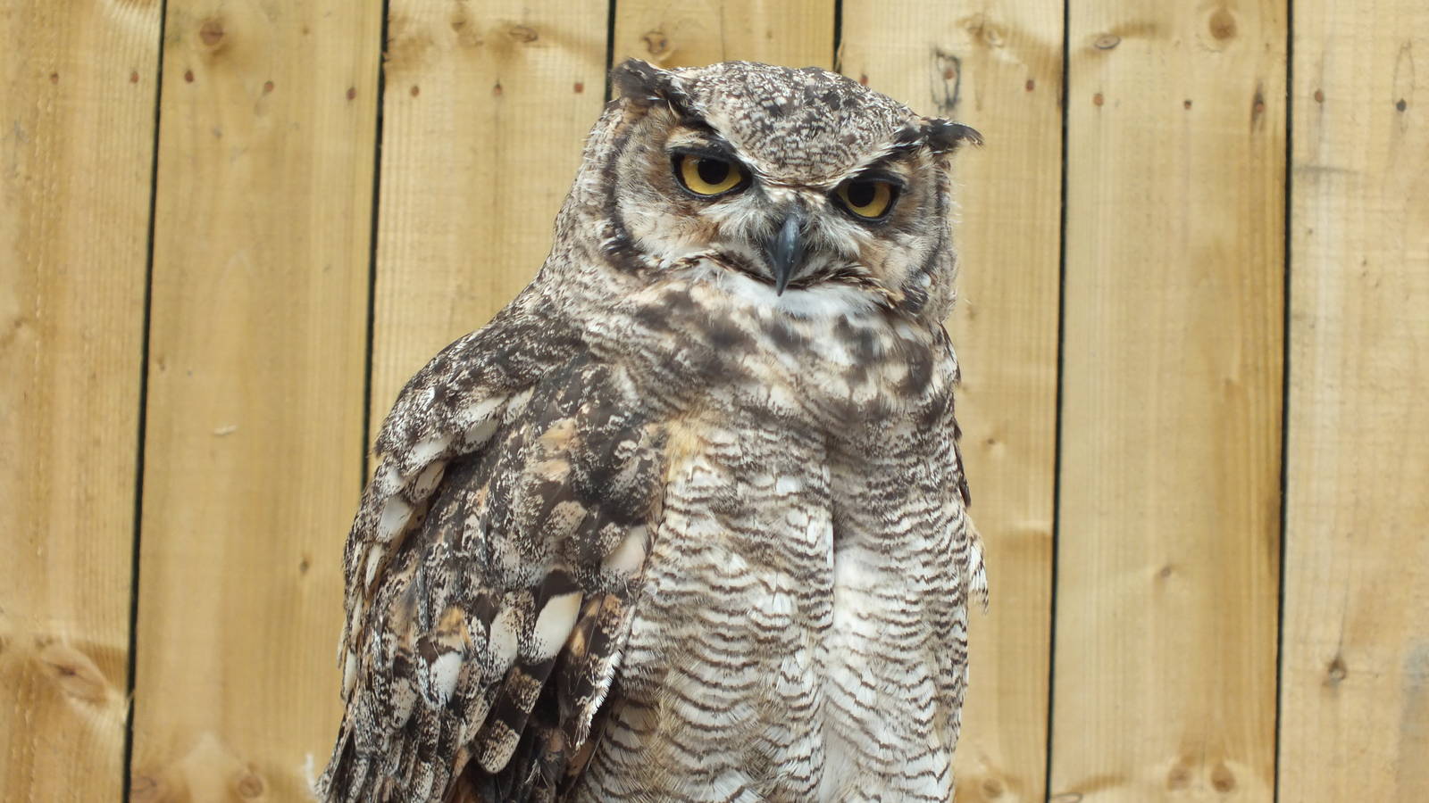 Magellan Owl (Bubo magellanicus) at Scottish Owl Centre - 9th August 2016
