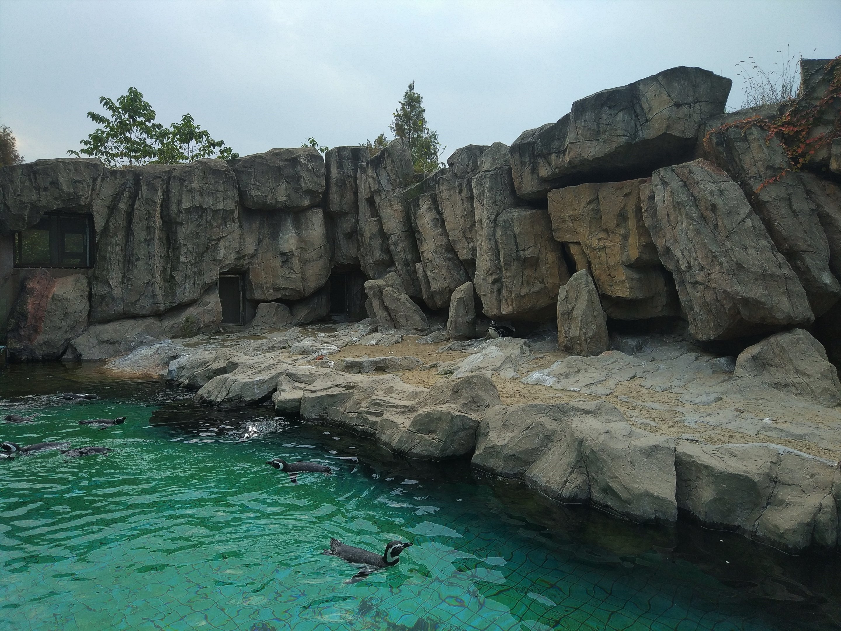 Magellan Penguin Pool