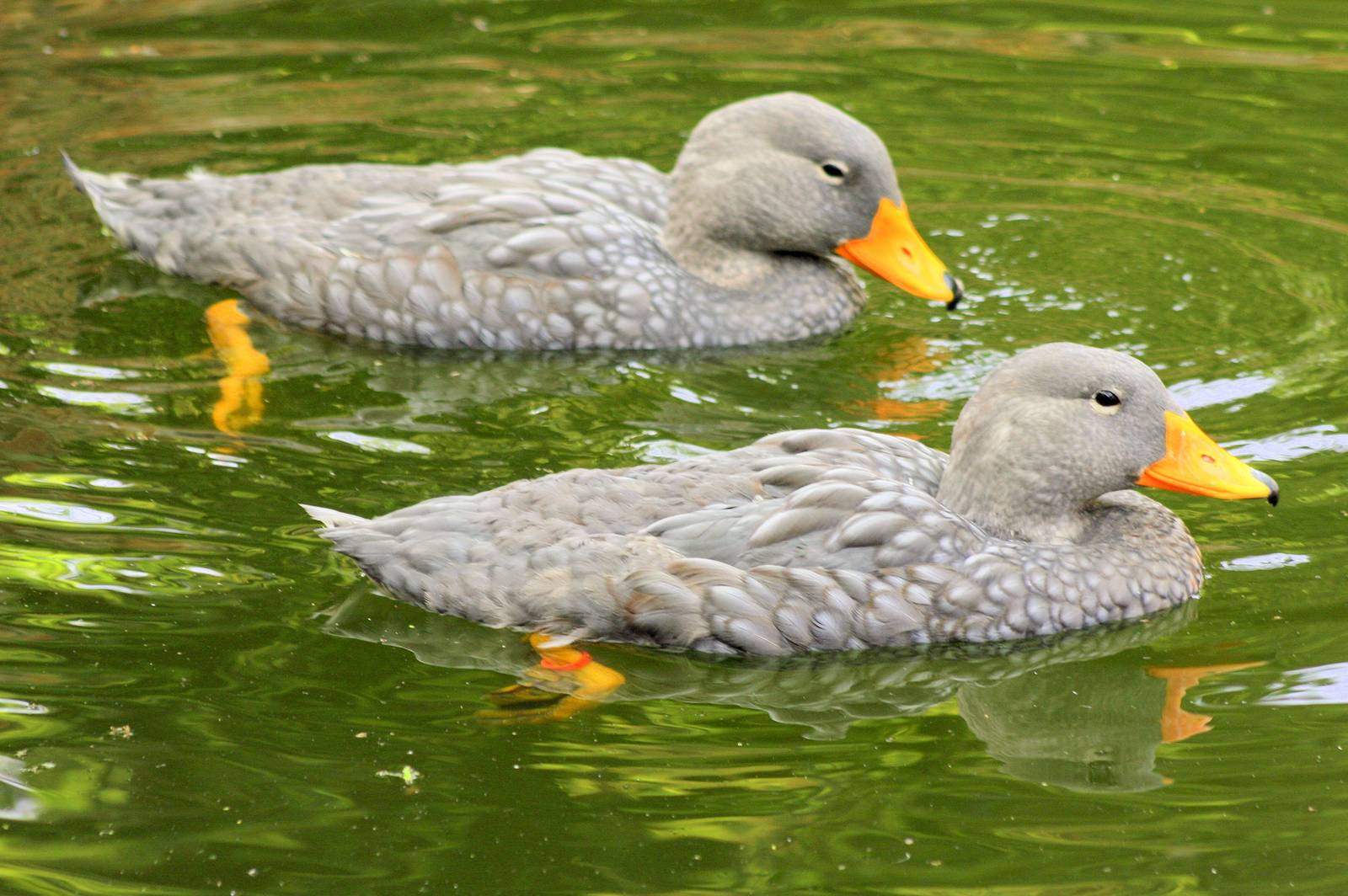 Magellan steamer duck; Walsrode; 23rd June 2013