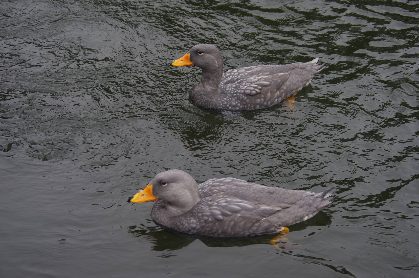 Magellan Steamer Duck