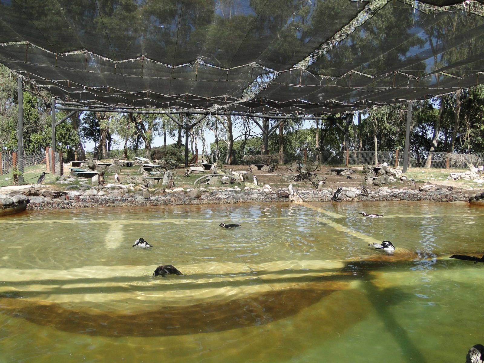 Magellanic and Rockhopper Penguin exhibit