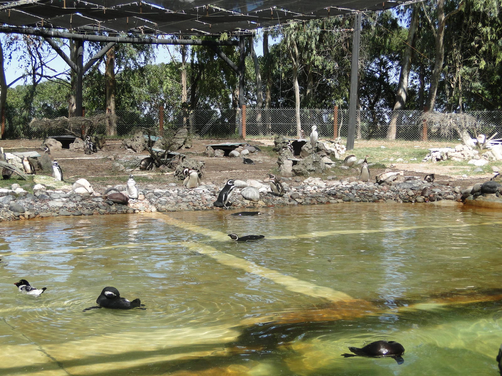 Magellanic and Rockhopper Penguin exhibit