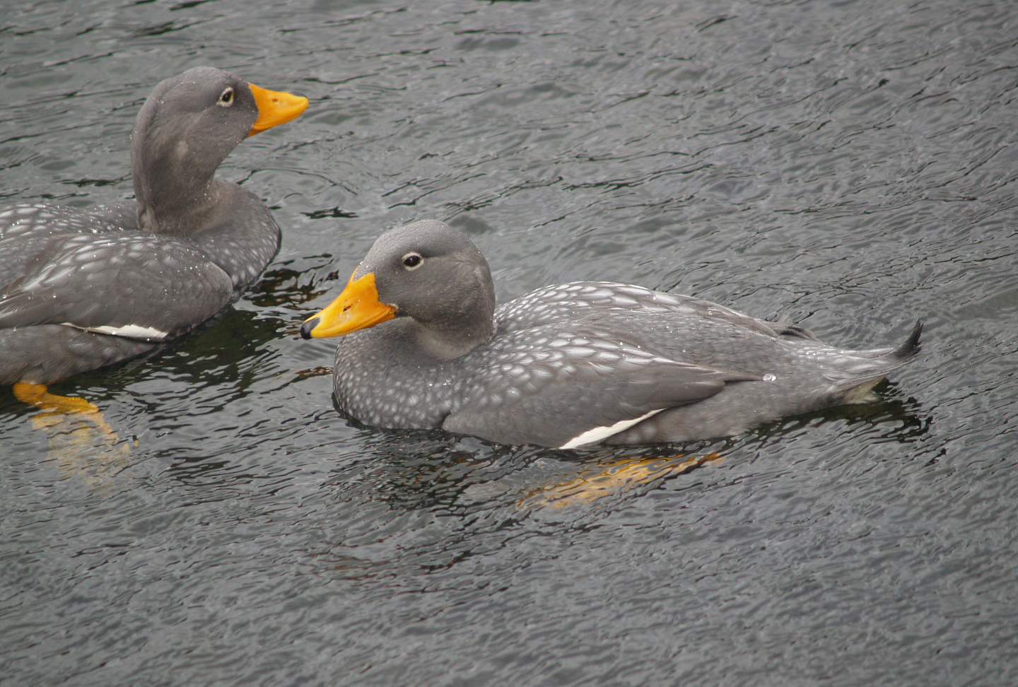 Magellanic flightless steamer duck (Tachyeres pteneres), 2008-03-01