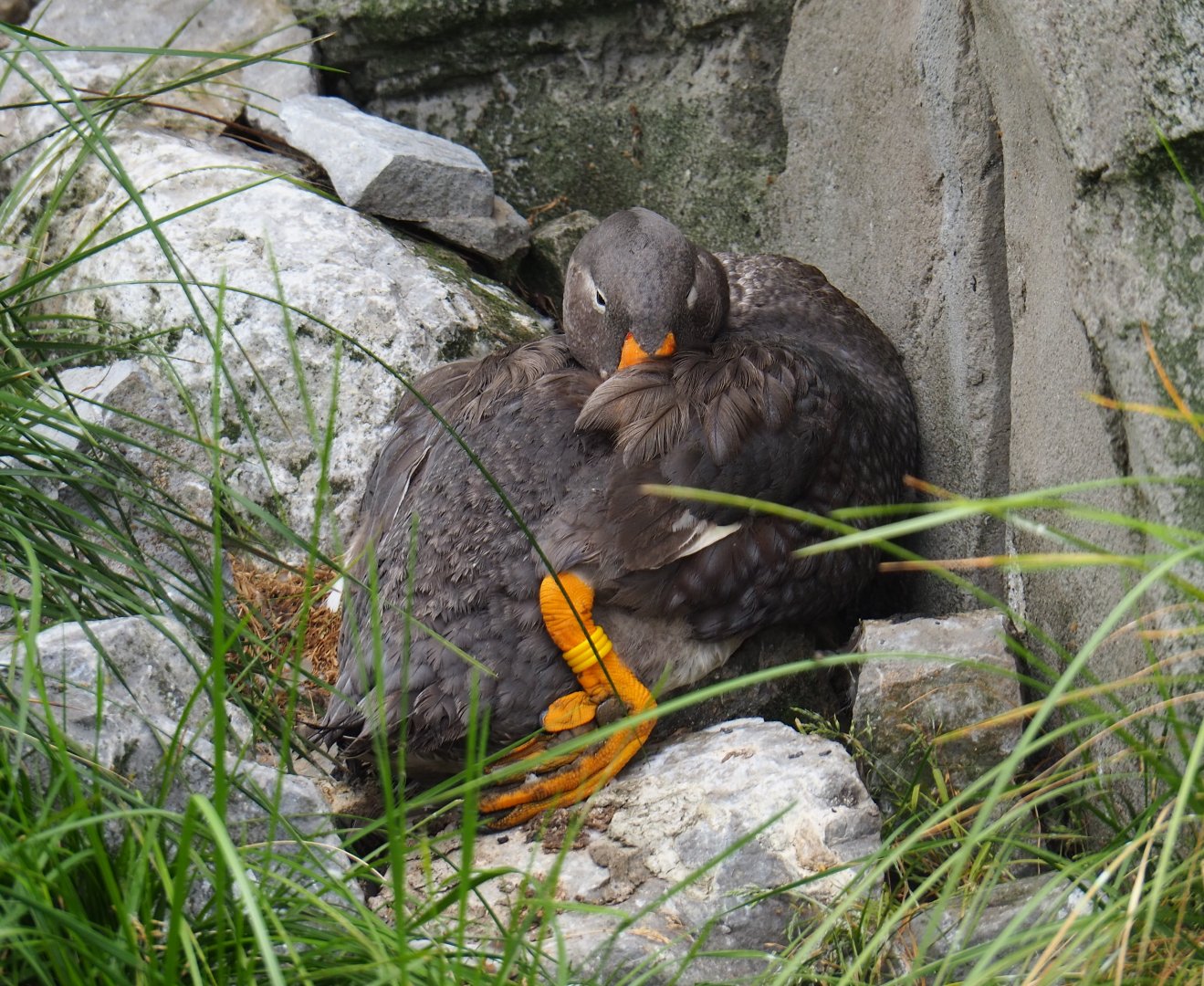 Magellanic flightless steamer duck (Tachyeres pteneres), 2019-05-31