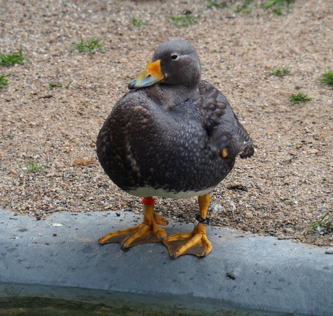 Magellanic flightless steamer duck (Tachyeres pteneres), 2019-05-31