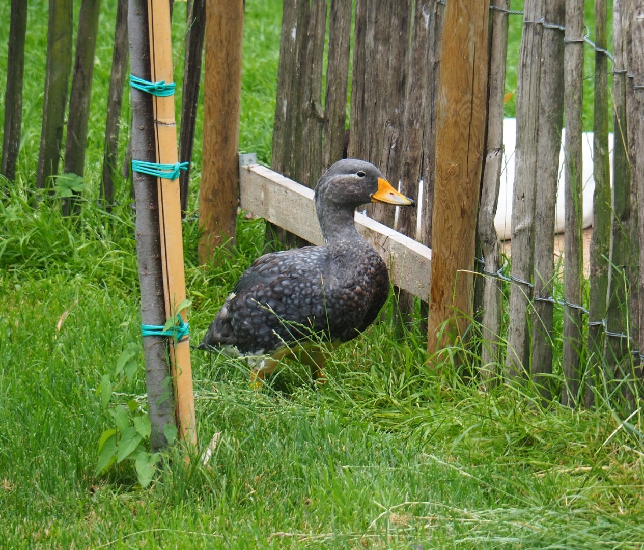 Magellanic flightless steamer duck (Tachyeres pteneres), 2019-06-26