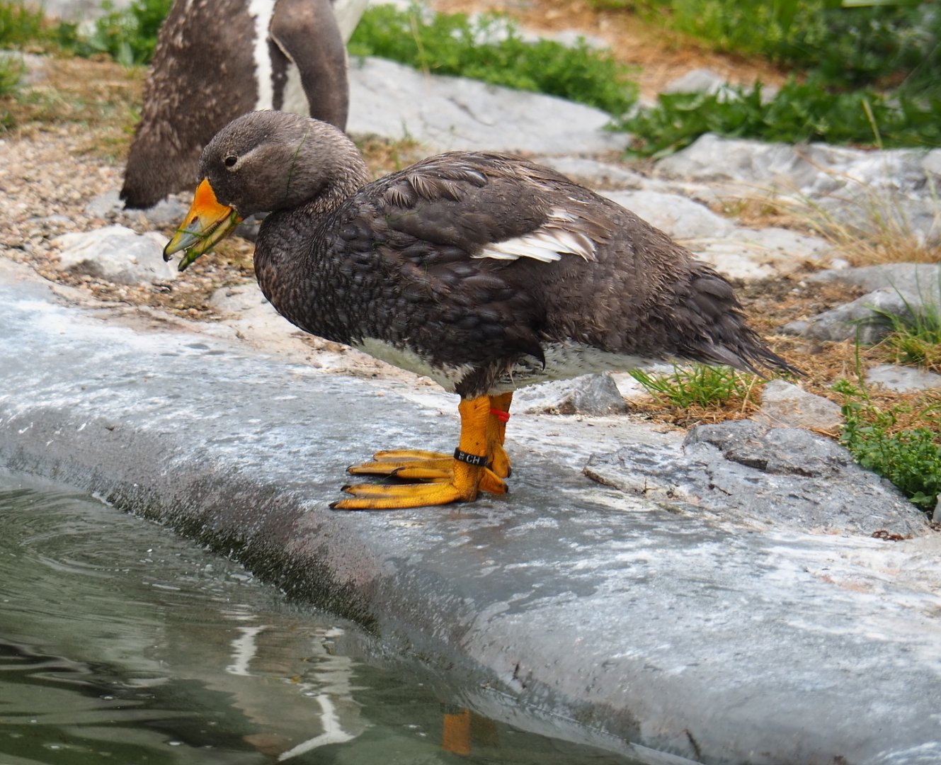 Magellanic flightless steamer duck (Tachyeres pteneres), 2019-06-26