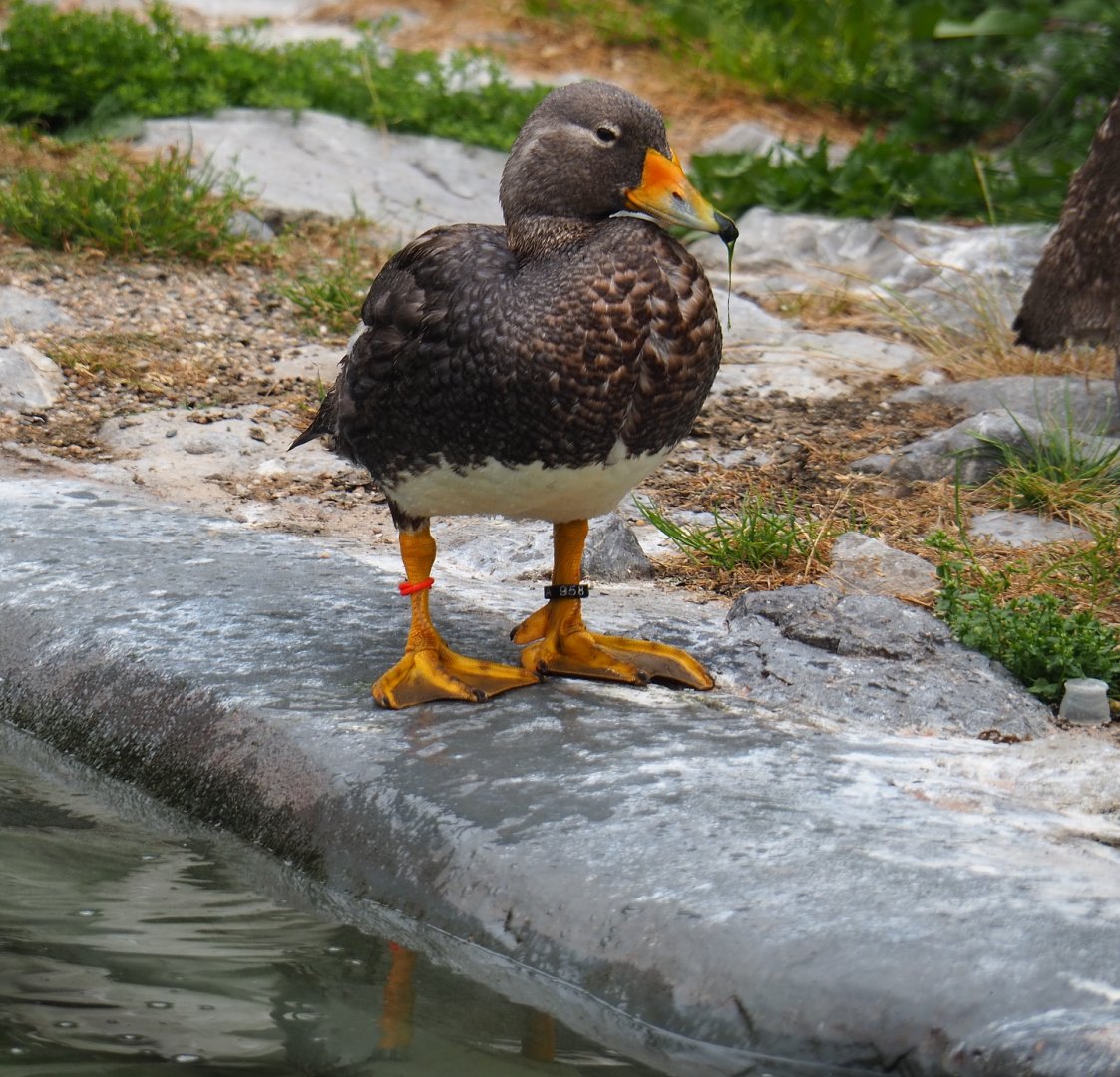 Magellanic flightless steamer duck (Tachyeres pteneres), 2019-06-26