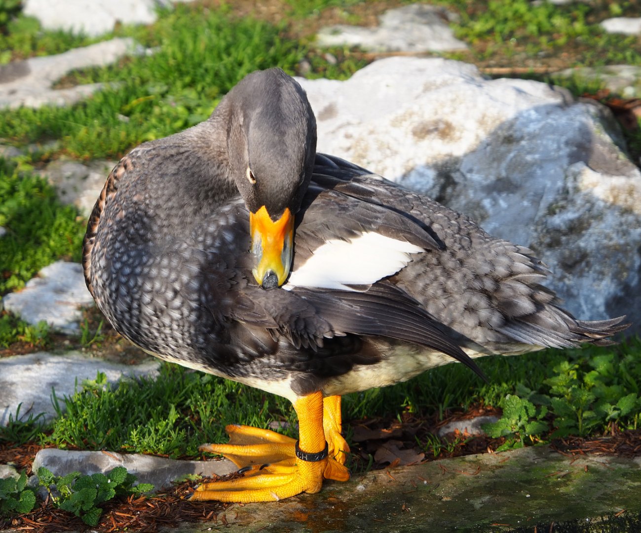 Magellanic flightless steamer duck (Tachyeres pteneres), 2019-12-28