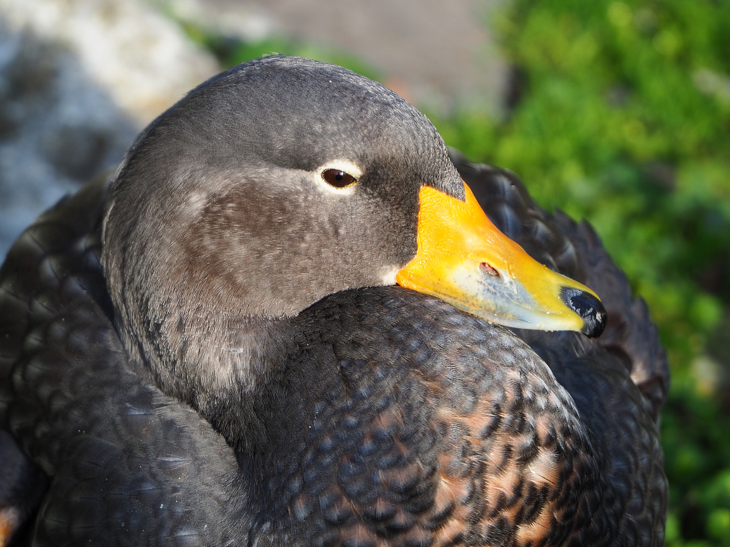 Magellanic flightless steamer duck (Tachyeres pteneres),2019-12-28
