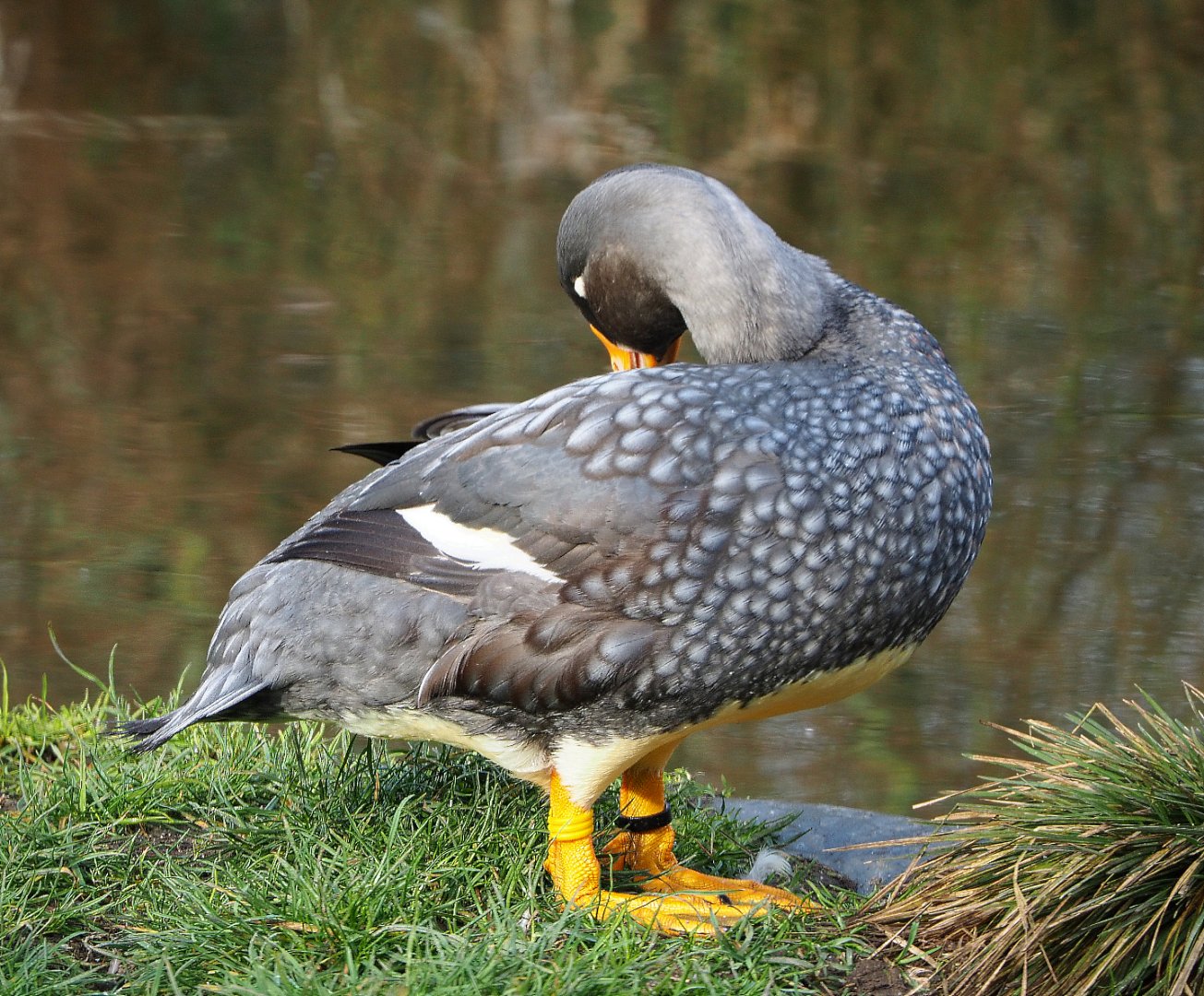 Magellanic flightless steamer duck (Tachyeres pteneres), 2020-01-11