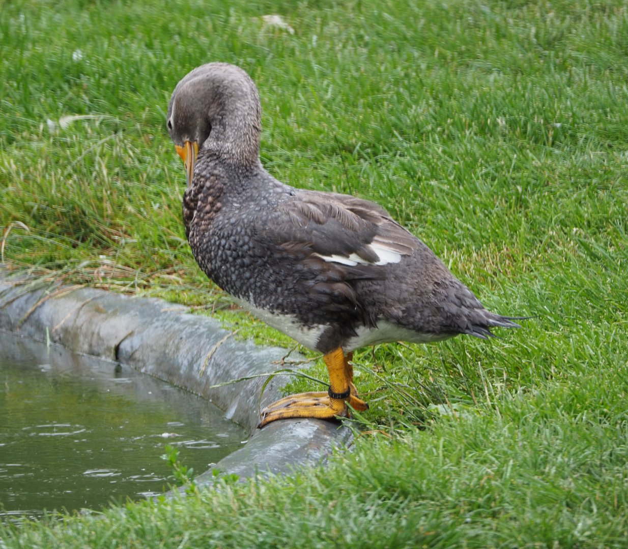 Magellanic flightless steamer duck  (Tachyeres pteneres), 2020-07-14