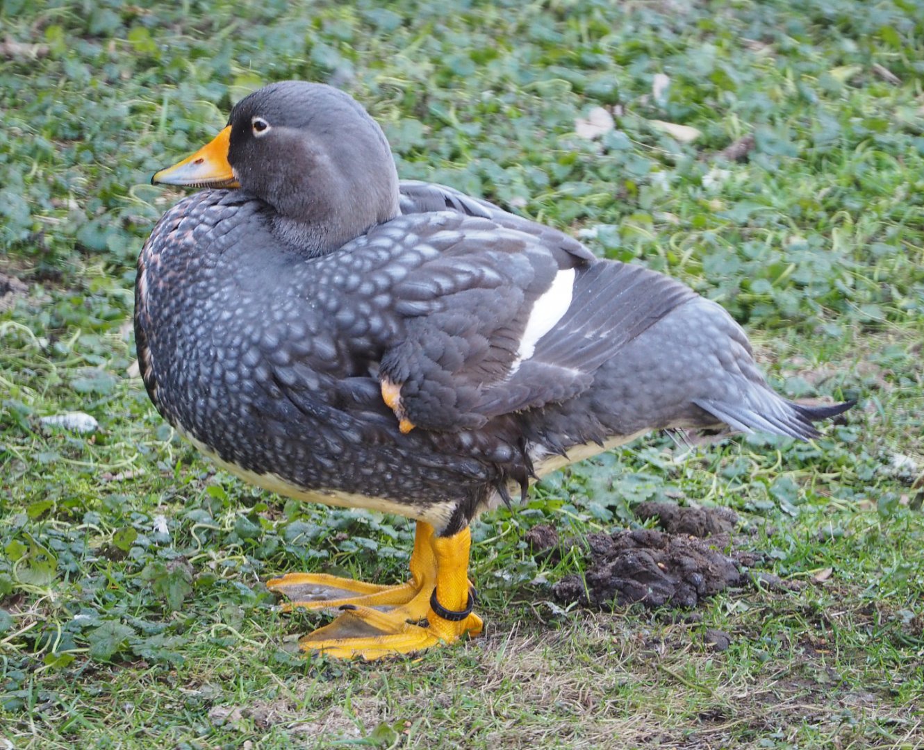 Magellanic flightless steamer duck (Tachyeres pteneres), 2021-02-23