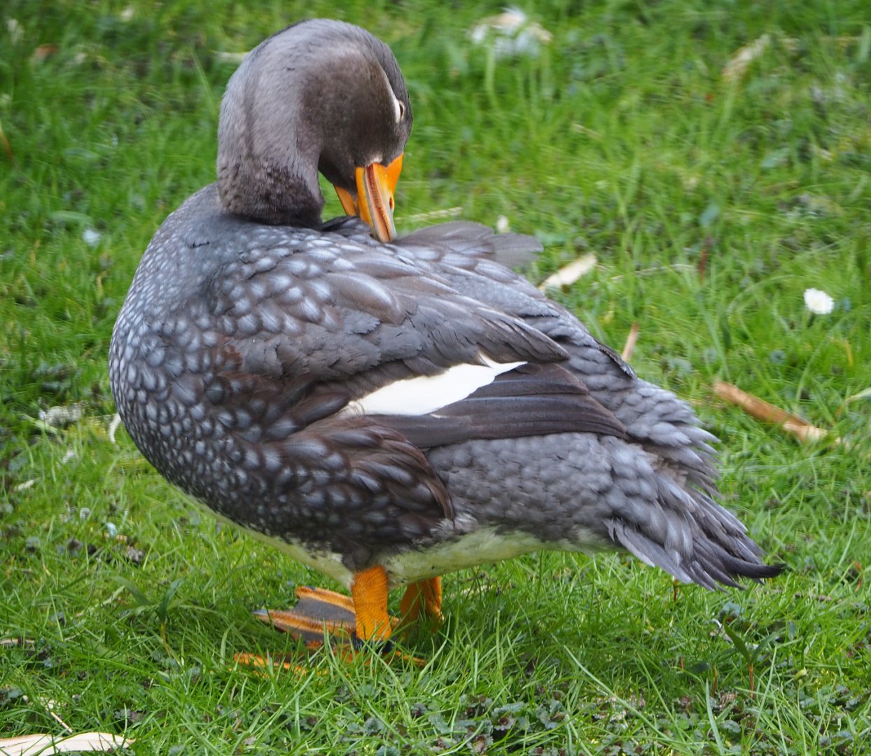 Magellanic flightless steamer duck (Tachyeres pteneres), 2021-04-20