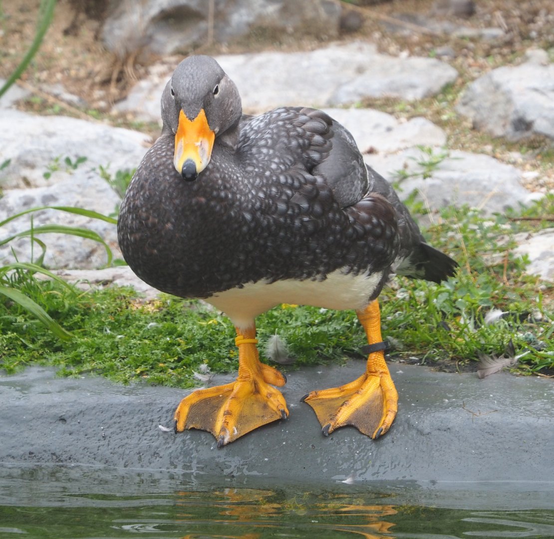 Magellanic flightless steamer duck (Tachyeres pteneres), 2021-10-10